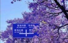 五月，昆明的浪漫，蓝花楹占一半~